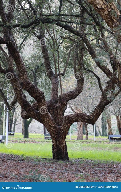 Beautiful Old Tree In The Park Stock Image Image Of Object