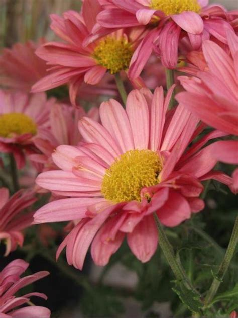 Great and fast service from one of the uks top retailer of artificial plants, trees and silk flowers. Dendranthema 'Mammoth™ Coral Daisy' | Hardy Mum | Ebert's ...
