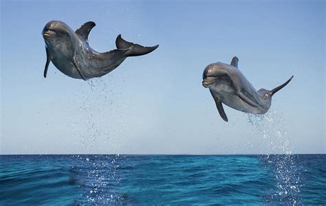 Bottlenose Dolphins Jumping Photograph By Mike Hill Fine Art America