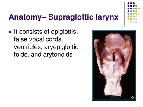 Ppt Laryngeal Cancer Powerpoint Presentation Free Download Id1425970
