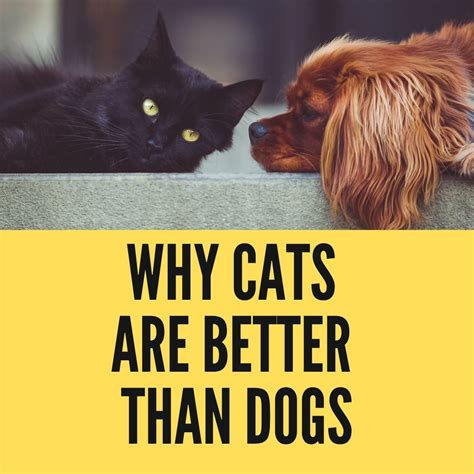Why Cats Are Better Than Dogs Birman Cats Guide