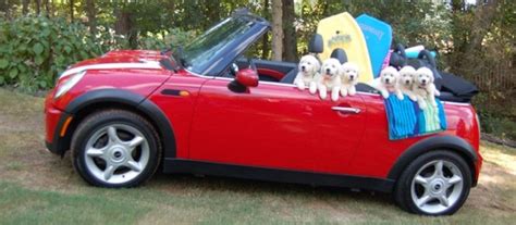 We are offering the best quality golden retriever puppies. English Cream Puppies going Surfing Mini Cooper Puppy love ...