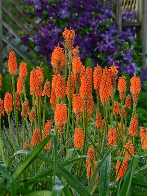 Huge catalog of the best sun perennials for sale including full sun perennial flowers, and other sun loving plants. 133 best images about Flower wish list on Pinterest