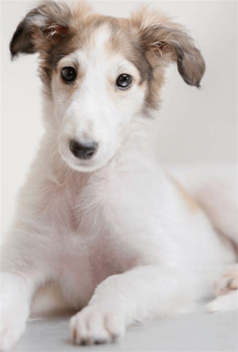 The borzoi is a sighthound, like the greyhound or afghan hound. Saluki vs Borzoi - Breed Comparison | MyDogBreeds