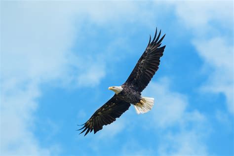 Eagles Vs Hawks An Ultimate Comprehensive Comparison Guide