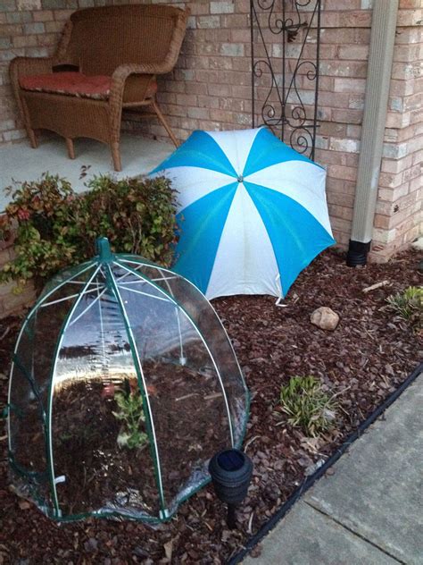 How To Use Old Umbrellas To Save Spring Plants From Frost Country