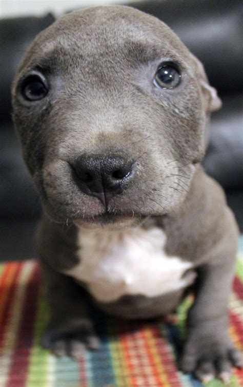 Pitbull puppies online is very happy to show all of our followers the first official apparel for pit bull enthusiasts and owners. Pin on Xl blue pitbull puppies for sale
