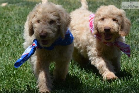 Labradoodle puppies in boise, idaho ready for adoption at christmas! Labradoodle puppy for sale near San Francisco Bay Area ...
