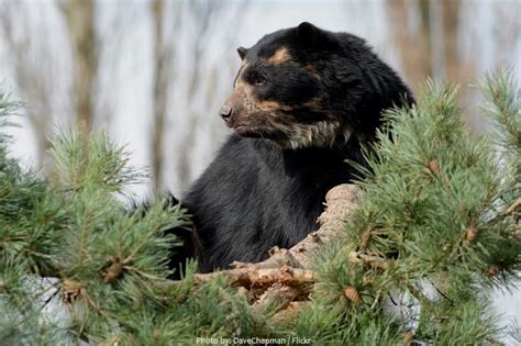 Interesting Facts About Spectacled Bears Just Fun Facts