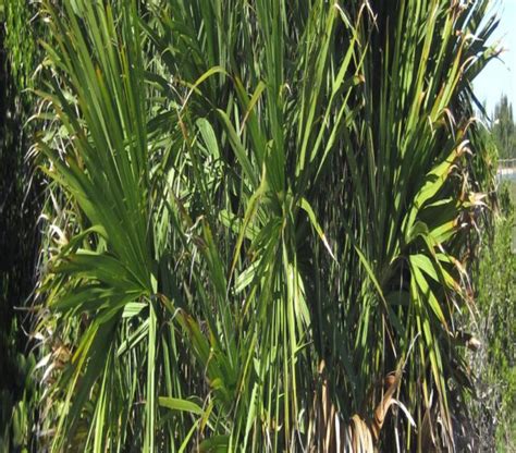Floridas 7 Wild Edible Plants Fleet Farming