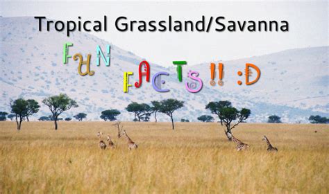 Top 126 Tropical Savanna Plants And Animals
