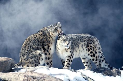 Snow Leopard Hd Wallpaper Background Image 2000x1325