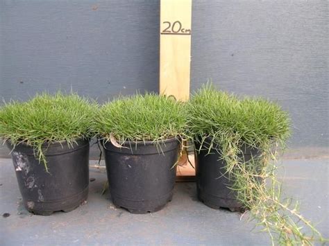 Buy Korean Velvet Grass Zoysia Tenuifolia Sydney Melbourne
