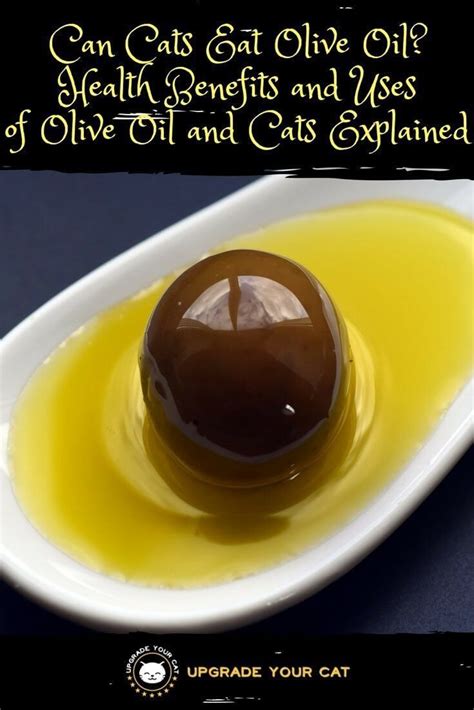 Even though cats are carnivores, so they eat mostly meat, fatty acids like olive oil also play a big role in their growth and aging. Can Cats Eat Olive Oil? (Health Benefits and Uses ...