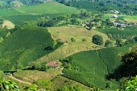 Only 5% of farms are bigger than 5 hectares and some of the biggest can be up to 1000. Best Things to Do In Colombia's Coffee Region | kimkim
