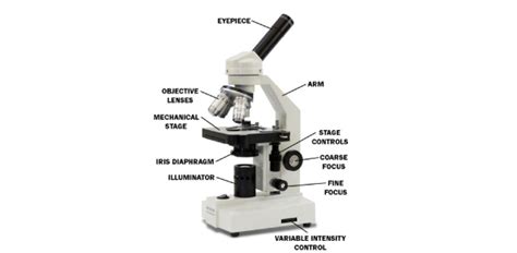 Parts Of A Compound Light Microscope Worksheet