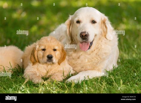 Retriver Mother And Its Baby Stock Photo Alamy