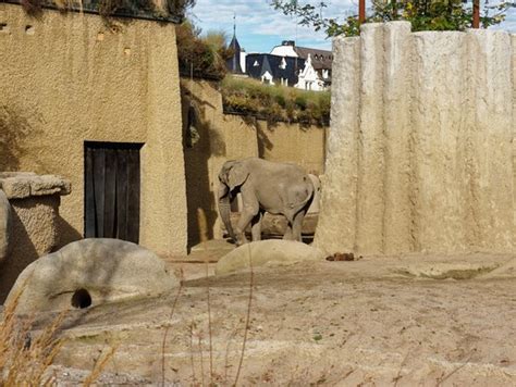 ¿has estado en zoo zurich? Zoo Basel (Switzerland): Top Tips Before You Go (with ...