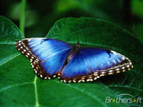 Free Butterfly Screensavers And Wallpapers Wallpapersafari