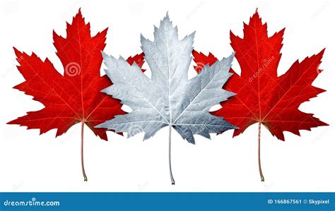 Canada Maple Leaf Stock Image Image Of Fall White 166867561