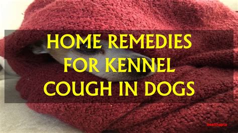 Home Remedies For Kennel Cough In Dogs Youtube
