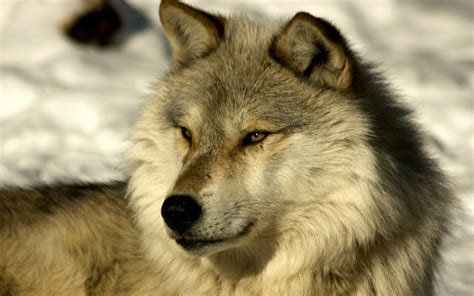 Timber Wolf Wallpaper 66 Images