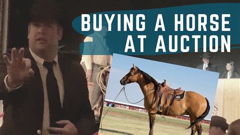 Buying A Horse At Auction Youtube