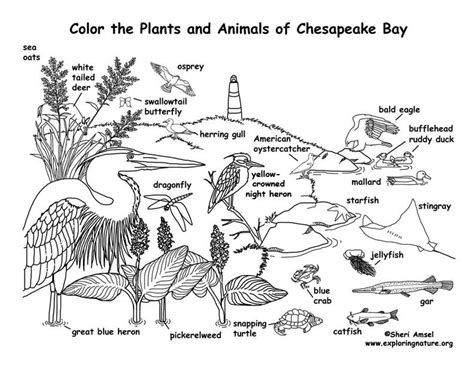 Aditya chavan on instagram name grandala. Image result for Estuary coloring sheet | Biomes, Color ...