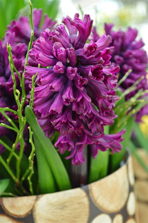 Spring planting, spring bulbs, spring planting ideas, spring planting ideas landscapes, spring bulbs garden, spring bulbs garden flower beds. 5 Purple Hyacinthus Bulbs Garden Hardy Perennial Flower ...