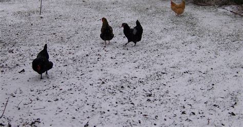 Life In The Prairie Box Chickens In The Snow