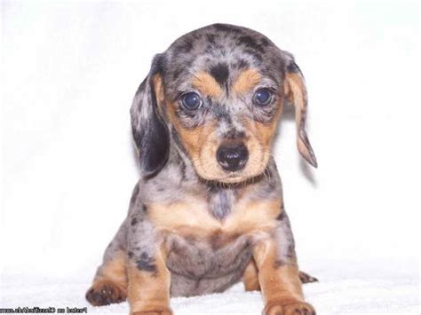 L&p weiner farm is a family owned love affair on a 40 acre farm in southern illinois. Dapple Dachshund Puppies For Sale In Illinois | PETSIDI
