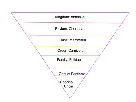 Taxonomy pyramid - Ben F. pd 3