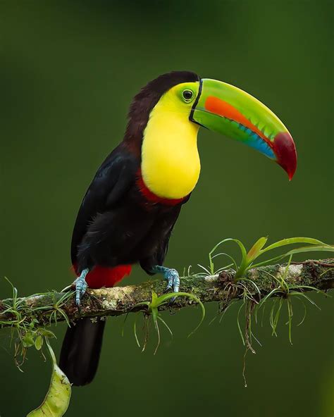 The Keel Billed Toucan Also Known As Sulfur Breasted Toucan Or Rainbow