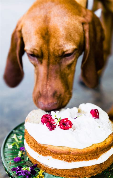 Birthday Cake For Dogs Grain Free Recipe Cotter Crunch
