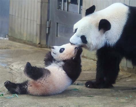 56871 12 3 4 5 6 7 8 9 10. 上野動物園のパンダ 写真特集 | パンダ 赤ちゃん, かわいい野生 ...