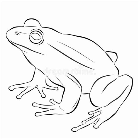Ejemplo De Una Rana Dibujo Del Vector Ilustración del Vector Ilustración de fauna actitud