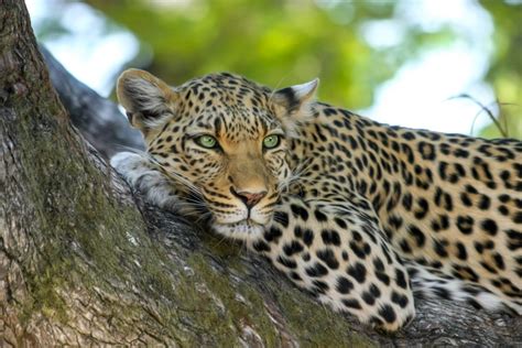 图片素材 性质 荒野 野生动物 动物园 非洲 国家公园 动物群 大猫 脊椎动物 捷豹 博茨瓦纳 野猫 苹果浏览器