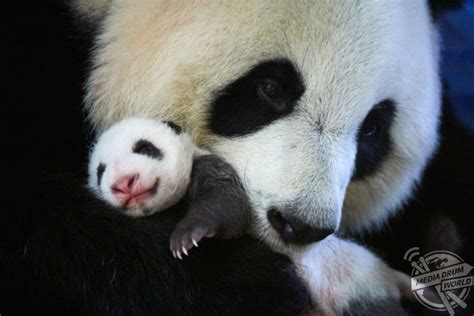 Adorable Photos Show Giant Panda Mother Bonding With Her Baby In Its