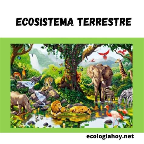 Ecosistema Terrestre Definici N Caracter Sticas Tipos Y Ejemplos