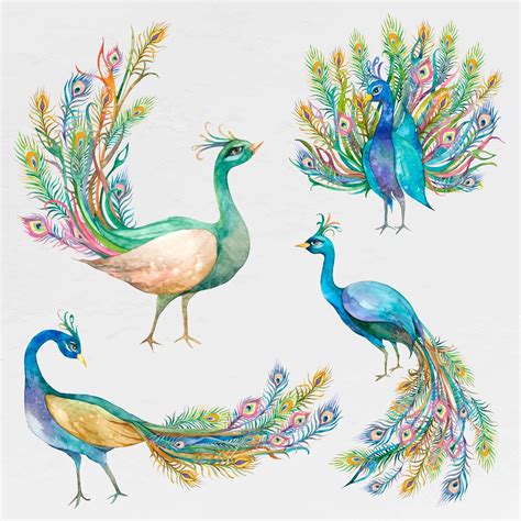 peacock watercolor images free vectors pngs mockups and backgrounds rawpixel