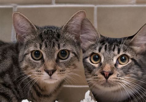 Rare Two Headed Kitten Born In Oregon Reports