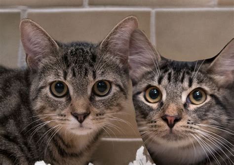 If you do try this, it can cause damage to their eyes and even blindness. Rare, two-headed kitten born in Oregon: reports - pennlive.com