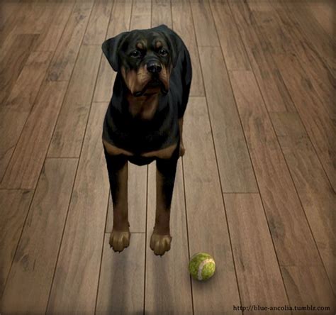 Realistic Toy Ball For Your Pets At Blue Ancolia Sims 4 Updates