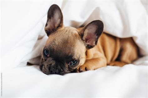 A French Bulldog Puppy Lying In White Sheets On A Bed By Stocksy