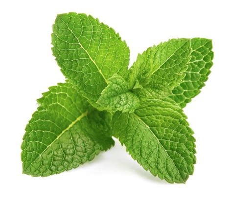 Mint Leaves Stock Photos Pictures And Royalty Free Images Istock