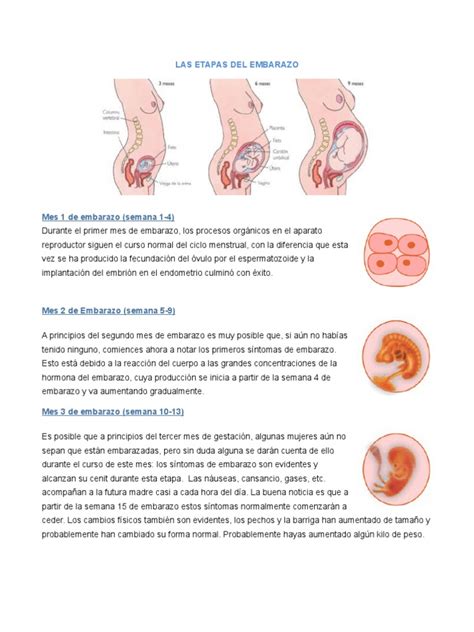 las etapas del embarazo pdf el embarazo reproducción humana