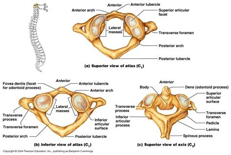 This is an online quiz called atlas and axis vertebrae. Lab3 Skel Syst Test at Washtenaw Community College - StudyBlue