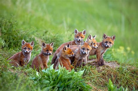 Red Fox Vulpes Vulpes Cubs Sitting By The Den Stock Photo Download