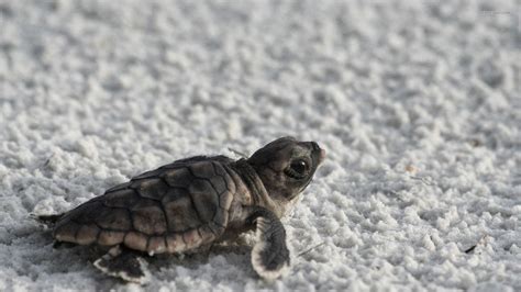 Baby Turtles Wallpapers Wallpaper Cave