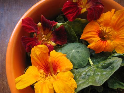Nasturtiums The Beautiful Nutritious And Easy To Grow Edible Flower